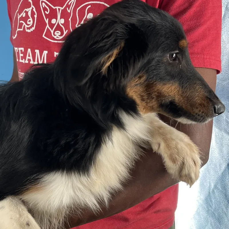 Marley  Local March thumbnail 2