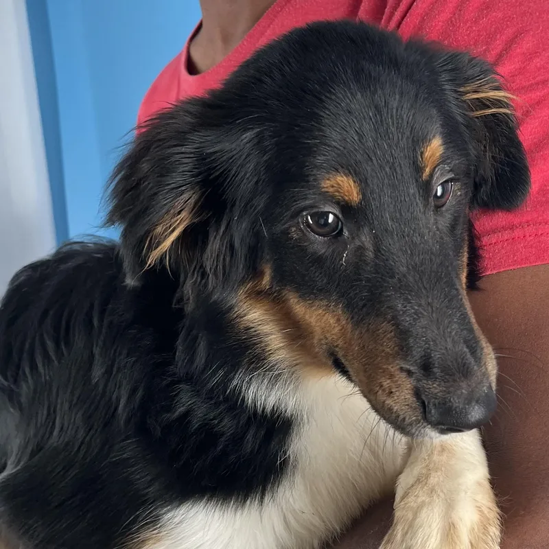 Marley  Local March thumbnail 3