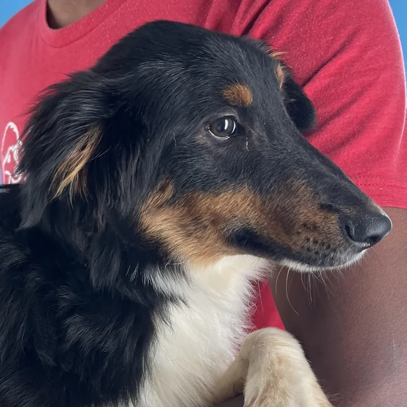 Marley  Local March thumbnail 4