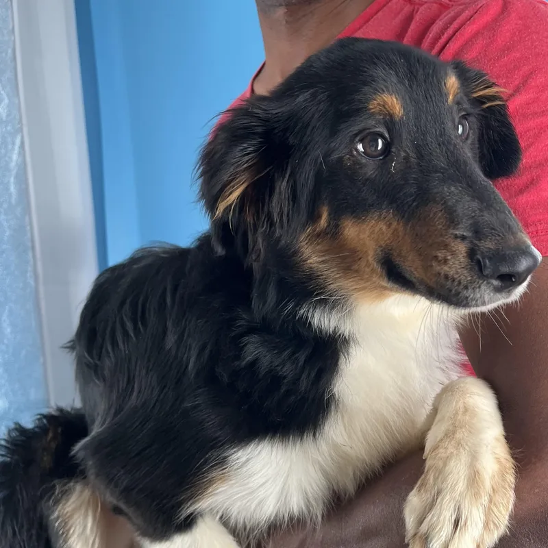 Marley  Local March thumbnail 5