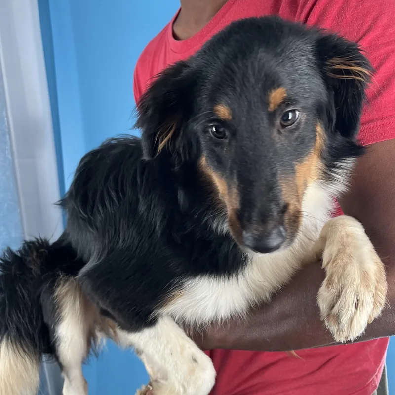 Marley  Local March thumbnail 6