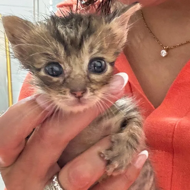 A baby small-sized male Gray / Blue / Silver Domestic Short Hair cat named Bitsy for adoption in League City, TX