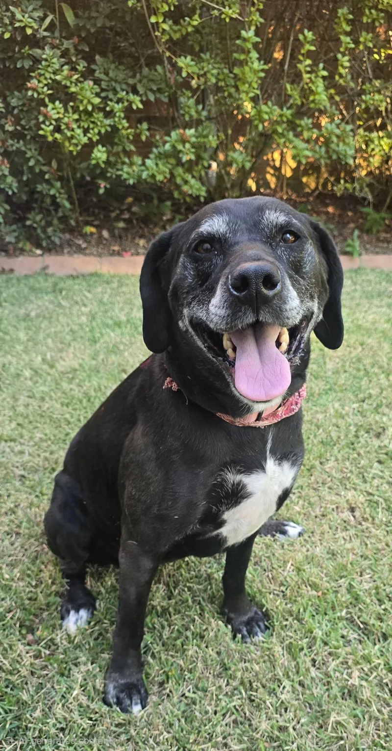 An adult medium-sized female Black Labrador Retriever dog named Delana READ HER STORY for adoption in Franklin, TN