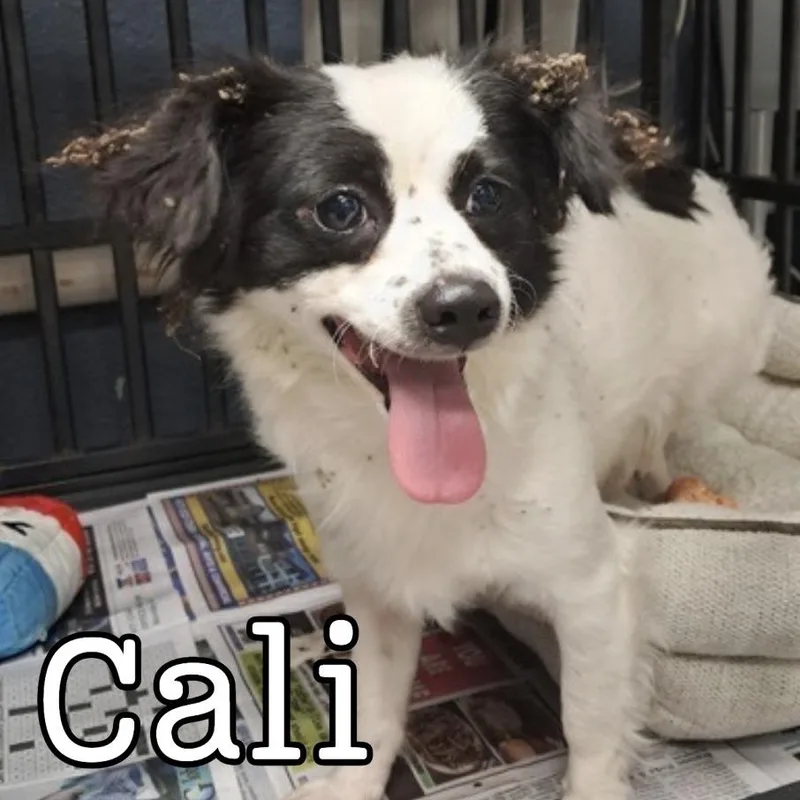 Cali thumbnail 2