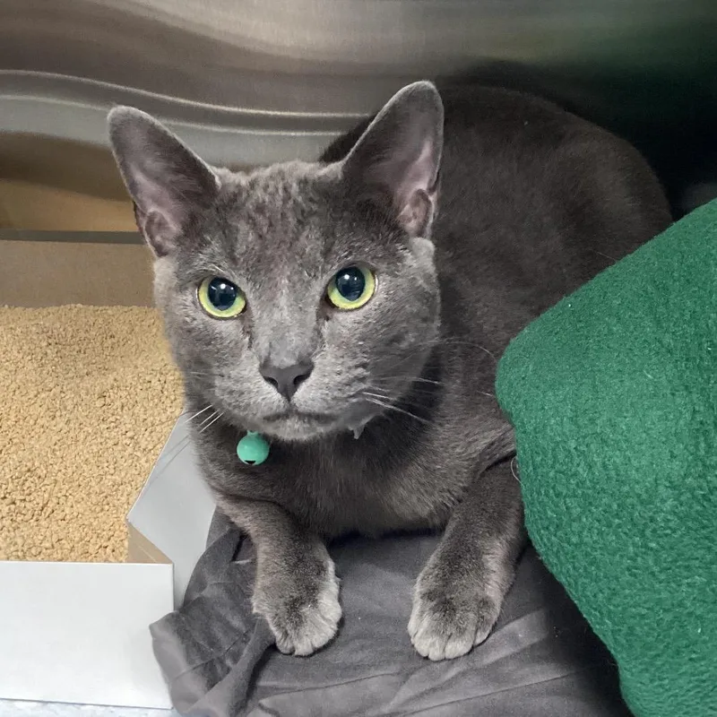 An adult medium-sized female Gray / Blue / Silver Domestic Short Hair cat named Stormi for adoption in Tampa, FL