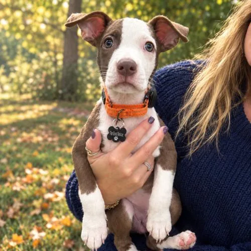 A baby medium-sized female Yellow / Tan / Blond / Fawn Pit Bull Terrier dog named Cookie for adoption in Lincolnshire, IL