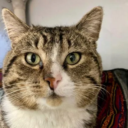 An adult medium-sized male Domestic Short Hair cat named Moto Moto for adoption in Burlington, WA