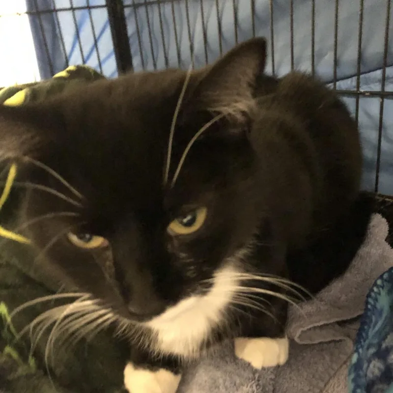 A young medium-sized female Black & White / Tuxedo Domestic Short Hair cat named Camry for adoption in New Castle, DE
