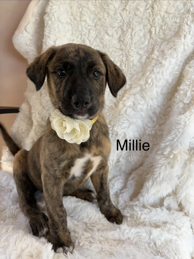 Millie