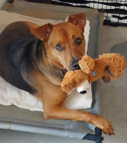 A baby medium-sized female Shepherd dog named Polly for adoption in Madison, NJ