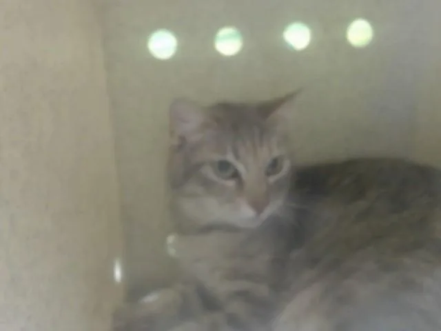 An adult small-sized female Domestic Short Hair cat named A for adoption in Moreno Valley, CA