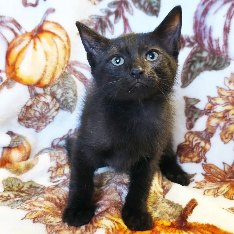 A baby small-sized male Black Domestic Short Hair cat named Squash for adoption in Mount Juliet, TN