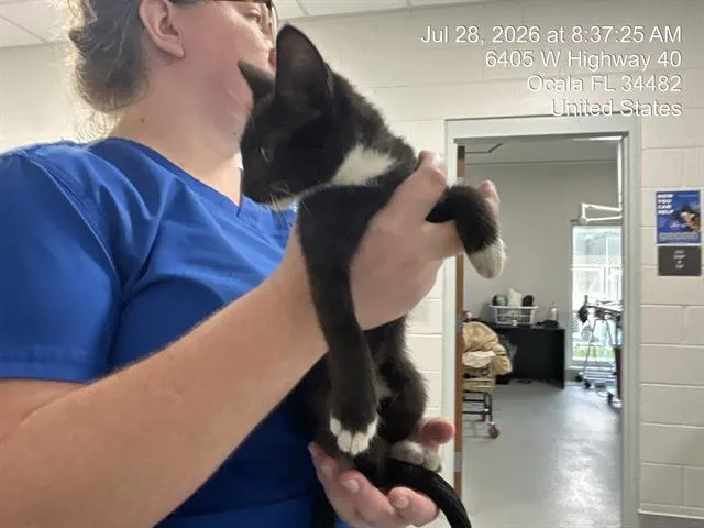 A baby small-sized female Domestic Short Hair cat named Sock for adoption in Ocala, FL