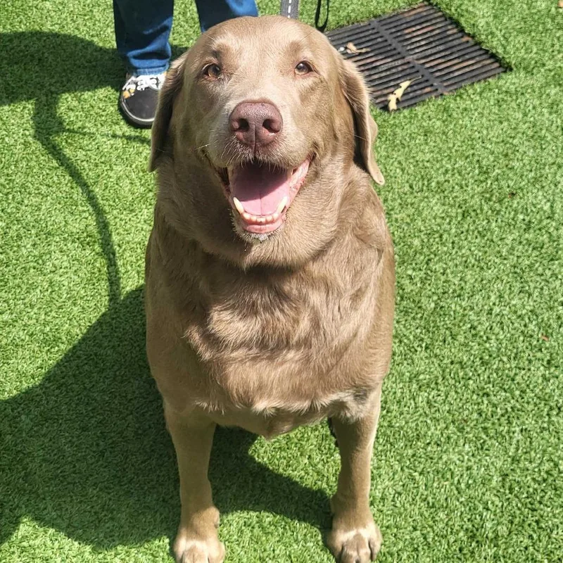 An adult extra large-sized male Gray / Blue / Silver Labrador Retriever dog named Fury for adoption in Chattanooga, TN