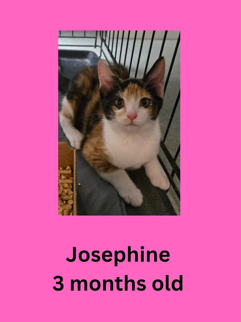 A baby small-sized female Calico Domestic Short Hair cat named Josephine for adoption in Ravenna, OH