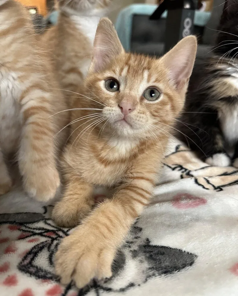 A baby medium-sized male Orange / Red Domestic Short Hair cat named Mustard for adoption in Rosenberg, TX