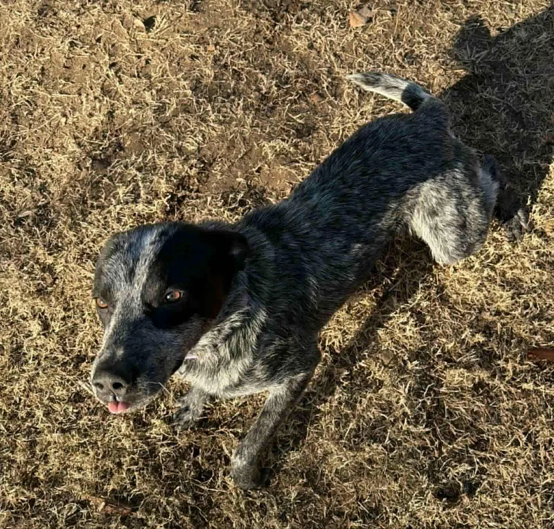 A young medium-sized male Australian Cattle Dog / Blue Heeler dog named Lenny for adoption in Houston, TX