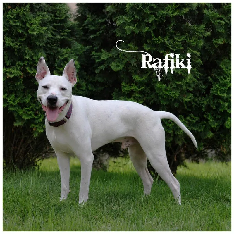 A young medium-sized male White / Cream Terrier dog named Rafiki for adoption in Sioux Falls, SD