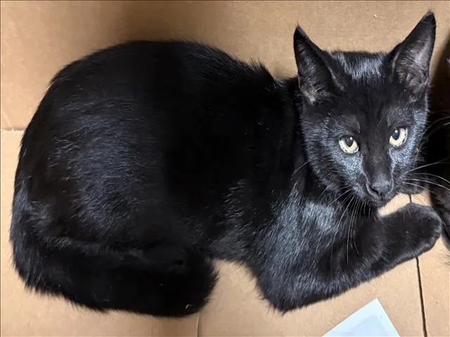 A baby medium-sized male Domestic Short Hair cat named Danny for adoption in Chatsworth, CA