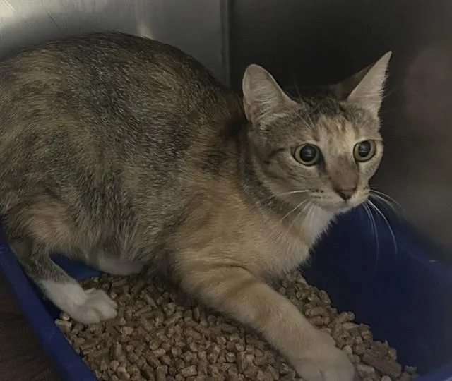 A young medium-sized female Domestic Short Hair cat named Sassy Pants for adoption in Killeen, TX