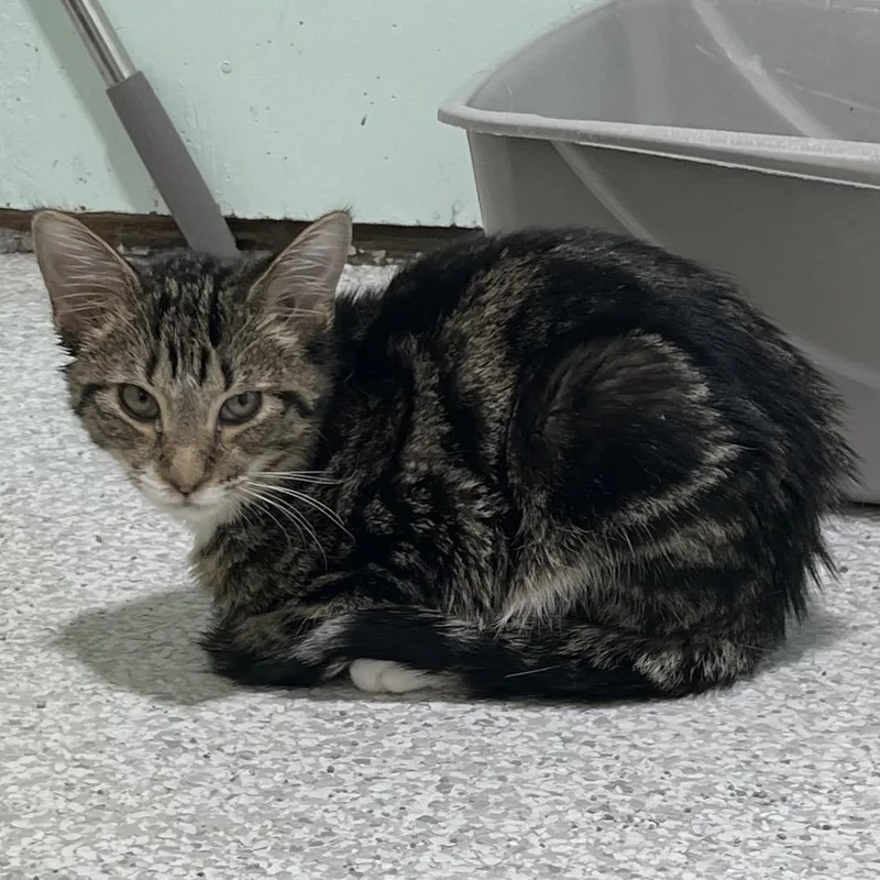 A young medium-sized male Brown / Chocolate Domestic Short Hair cat named Quigley for adoption in Mount Juliet, TN