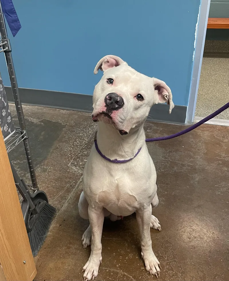 An adult large-sized male White / Cream Pit Bull Terrier dog named Henry for adoption in Gladstone, MO
