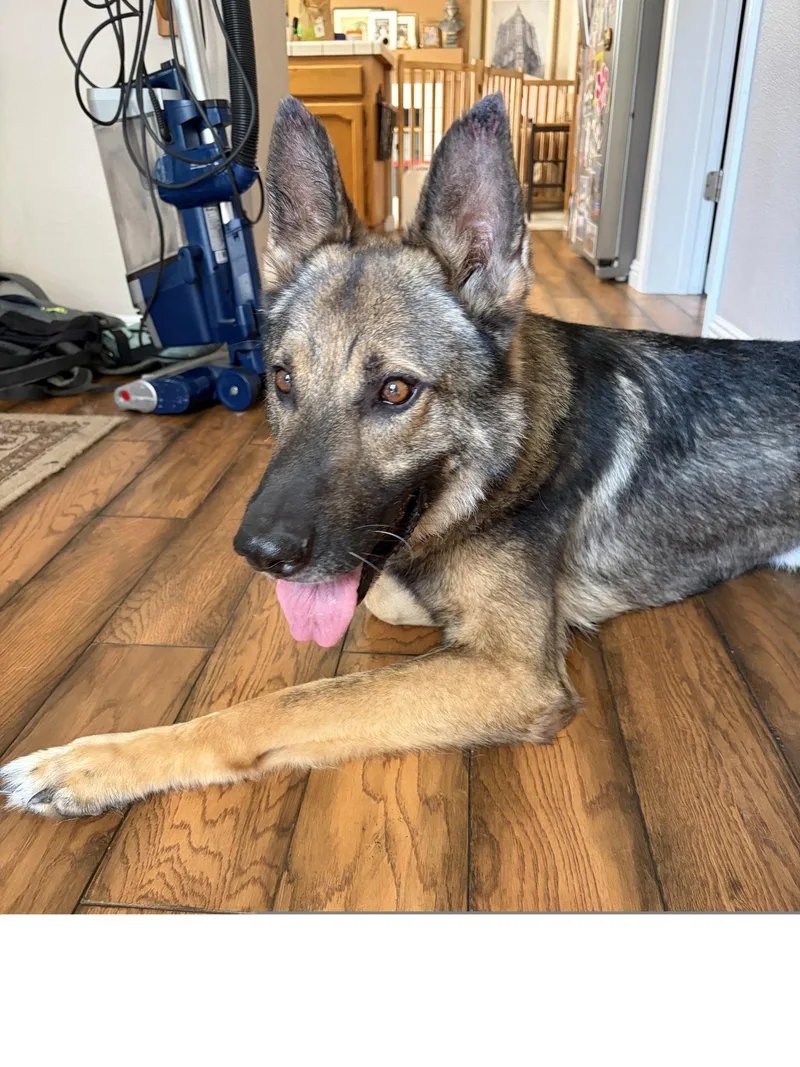 A senior large-sized male German Shepherd Dog named Max for adoption in Roseville, CA