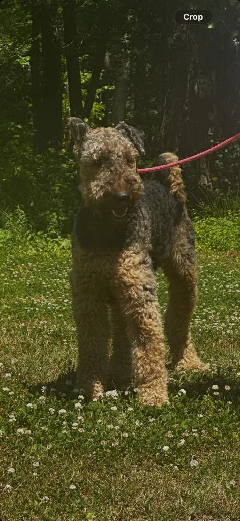 Bosco