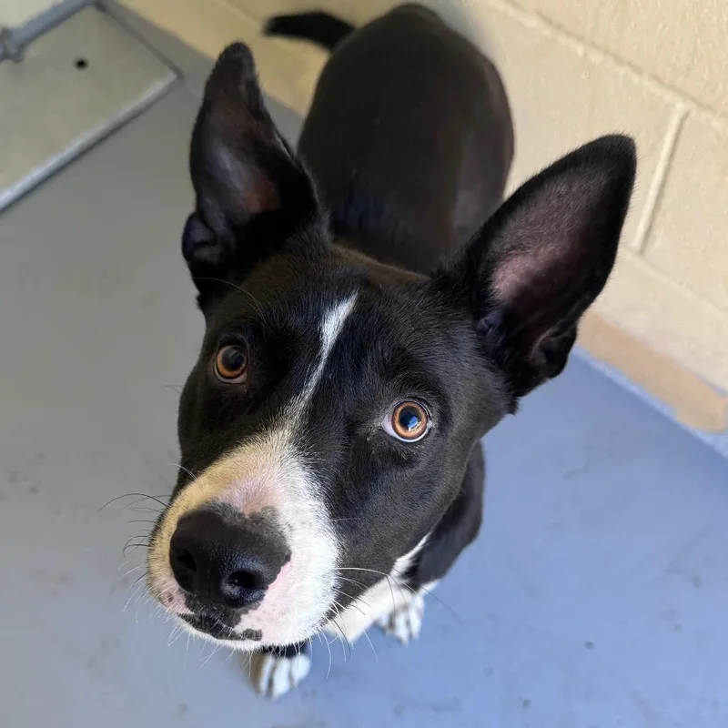An adult medium-sized male Black Mixed Breed dog named Plop for adoption in Lufkin, TX