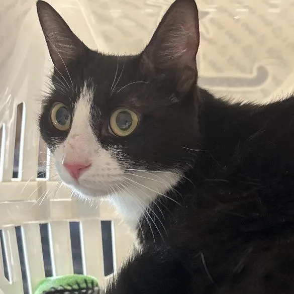 A young medium-sized female Black Domestic Short Hair cat named Anabella for adoption in Allentown, PA