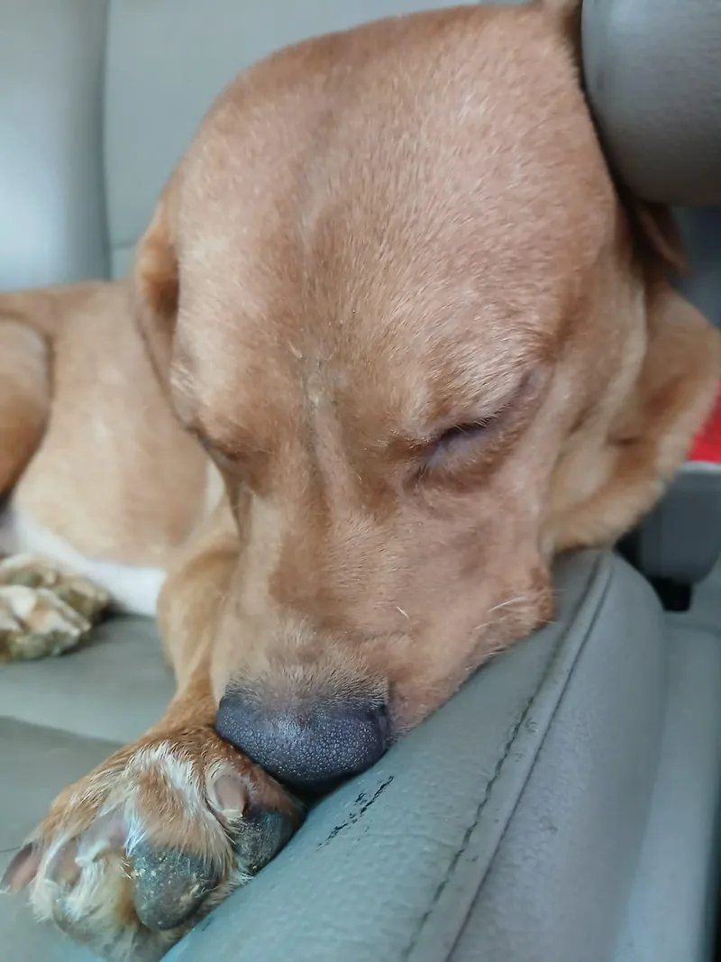 Penny