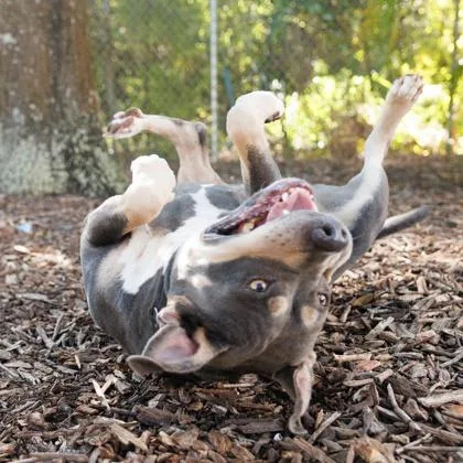 An adult large-sized female Mixed Breed dog named Shera for adoption in Largo, FL