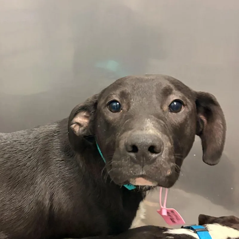A baby medium-sized male Black Mixed Breed dog named Mescach for adoption in Davenport, IA