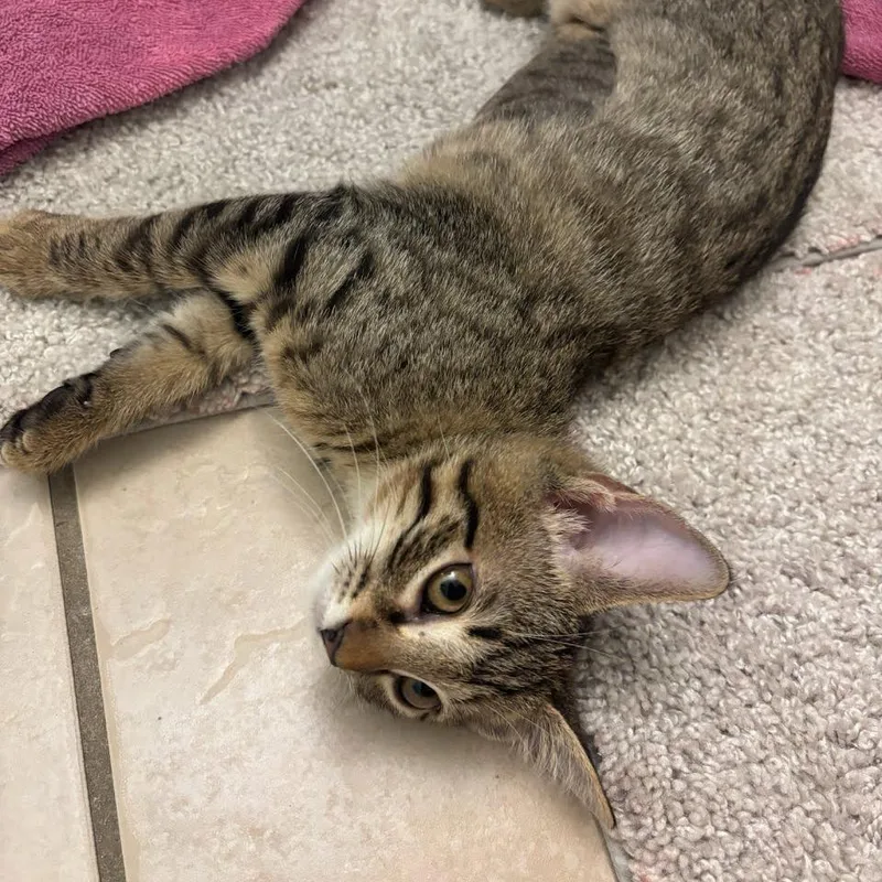 A baby small-sized female Brown / Chocolate Domestic Short Hair cat named Tia for adoption in Williston, FL
