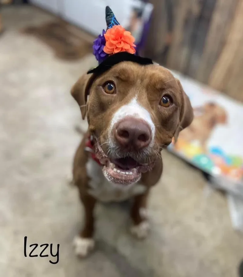 An adult large-sized female Brown / Chocolate American Staffordshire Terrier dog named Izzy for adoption in Huntington, WV