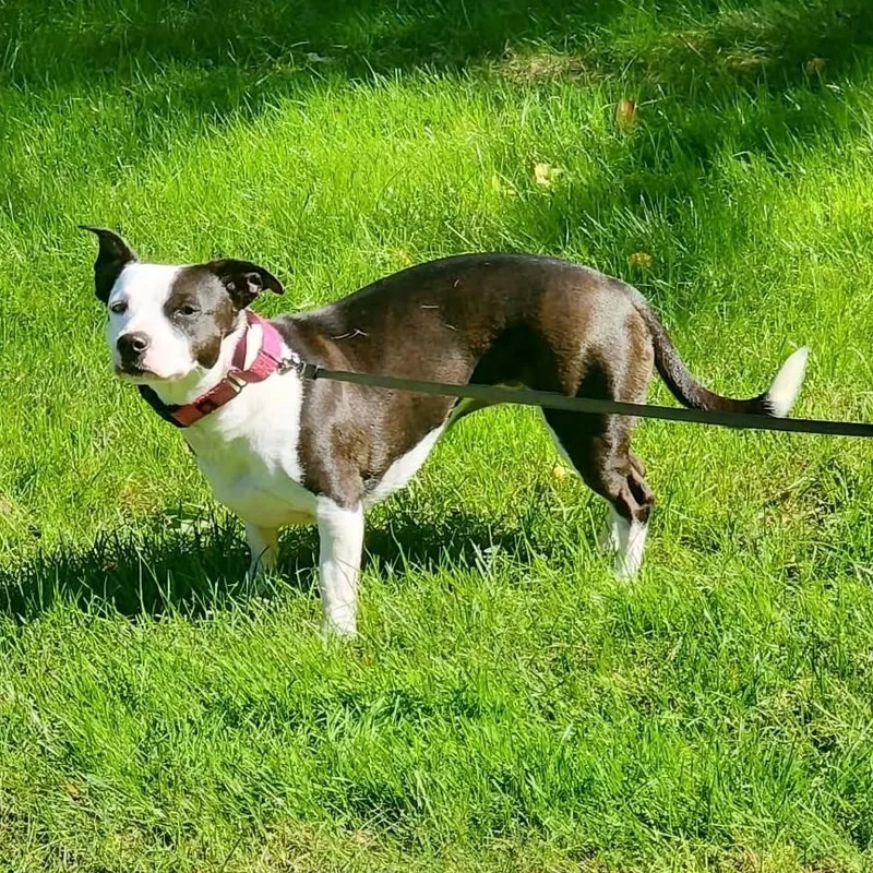 A young small-sized female Jack Russell Terrier dog named Penny for adoption in Grafton, OH