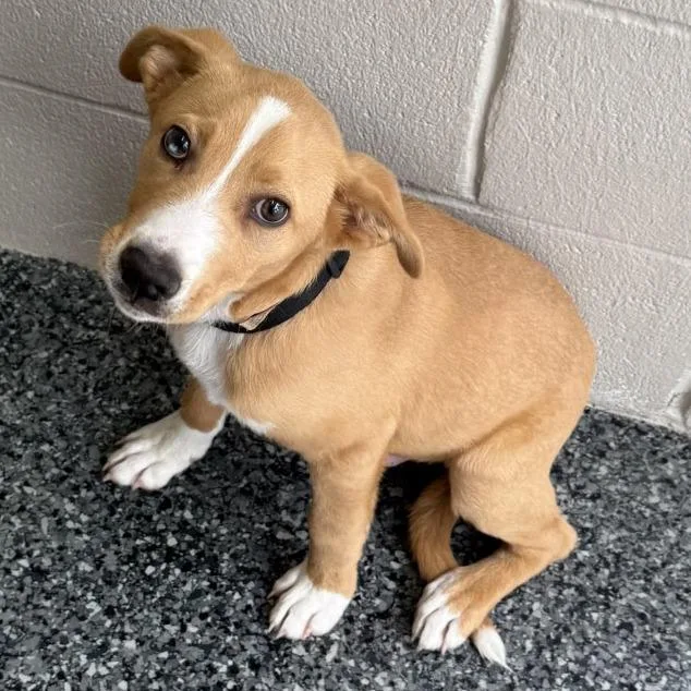 A baby large-sized male Yellow / Tan / Blond / Fawn American Staffordshire Terrier dog named Wally for adoption in Buchanan Dam, TX