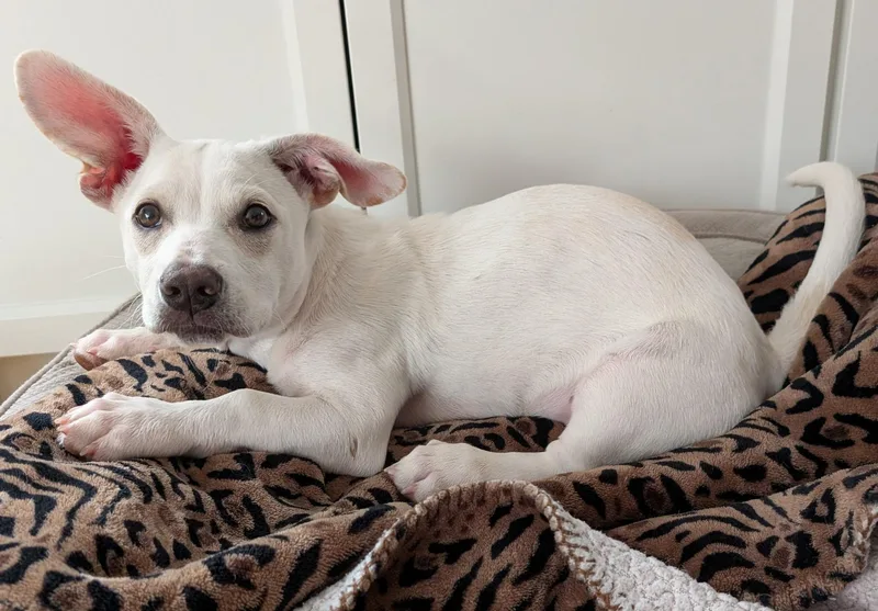 A young small-sized male Chihuahua dog named Happy for adoption in Winder, GA