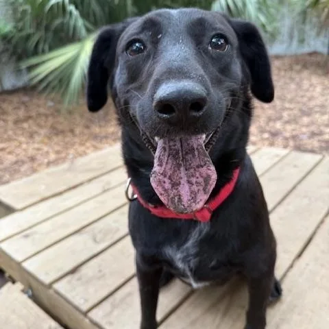 An adult medium-sized female Black Labrador Retriever dog named Shadow for adoption in Charleston, SC