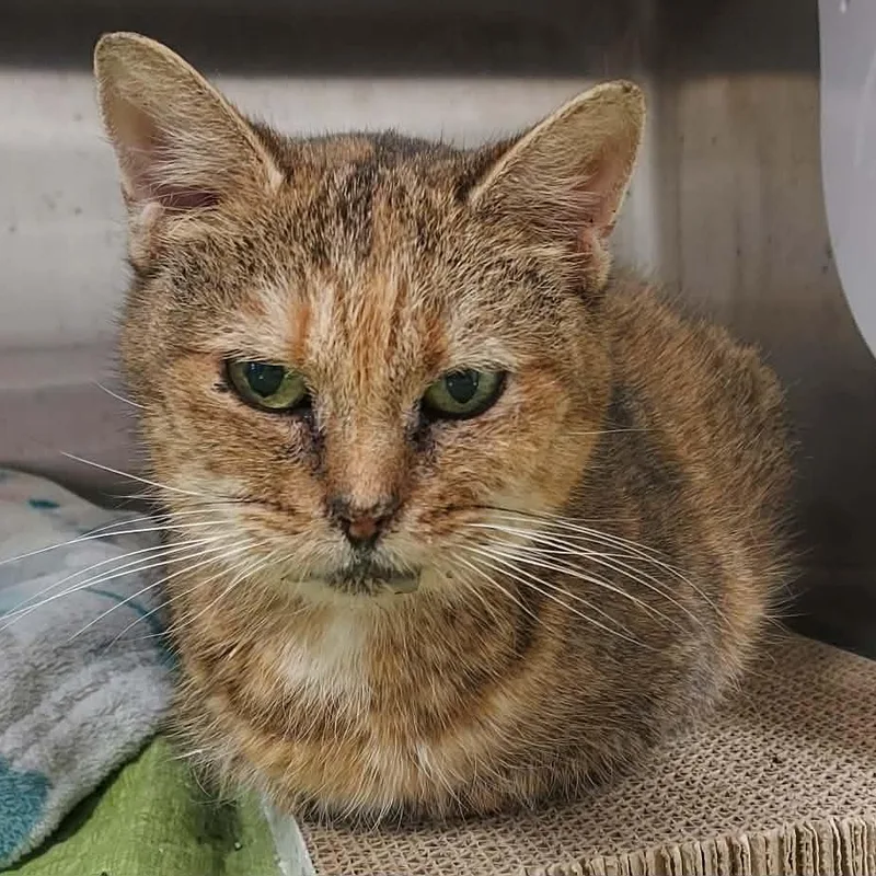 Bumblebee thumbnail 2