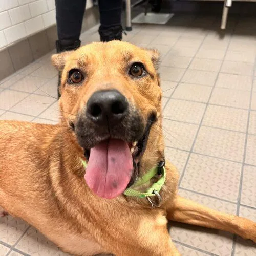 A young large-sized male Brown / Chocolate German Shepherd Dog dog named Timon for adoption in Glendale, AZ