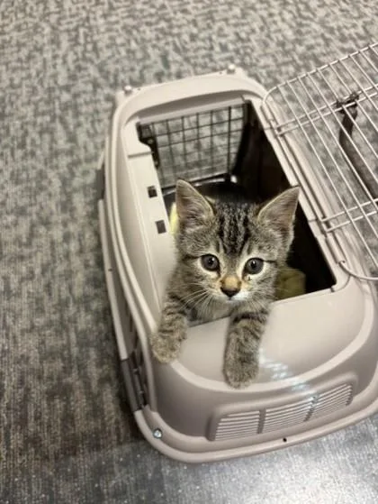 An adult small-sized female Domestic Short Hair cat named Poppy for adoption in Lawrenceville, GA