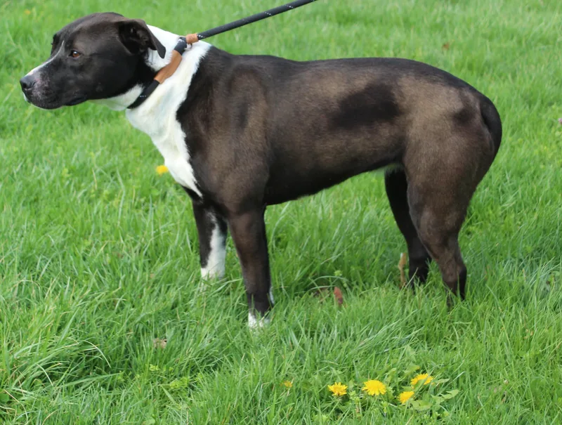 Priscilla thumbnail 2