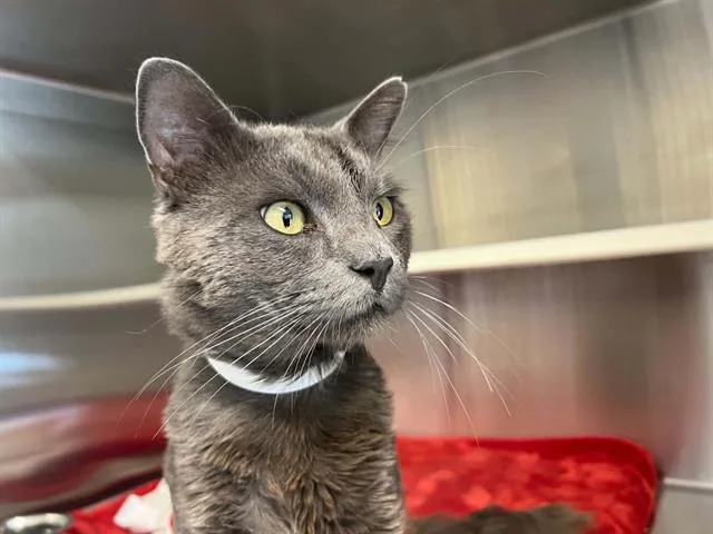 A young small-sized male Domestic Medium Hair cat named A for adoption in Tustin, CA