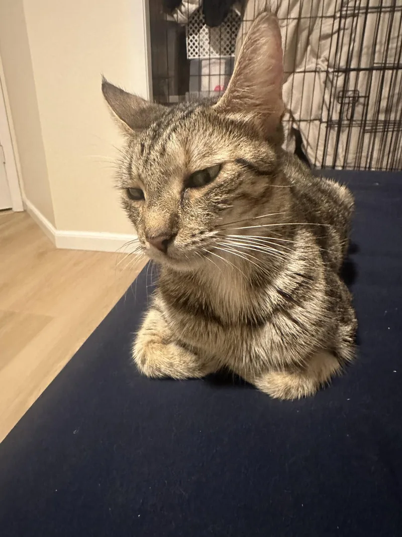 An adult medium-sized female Domestic Short Hair cat named Ms. Frizzle for adoption in Orlando, FL