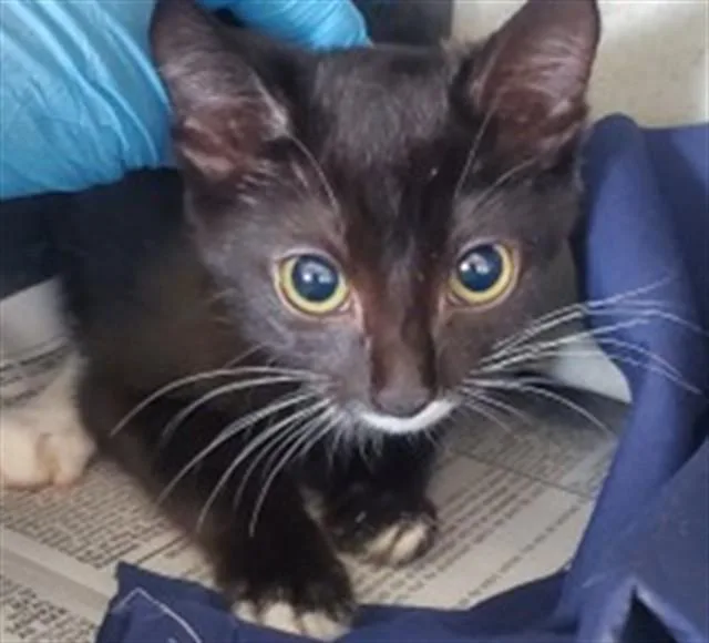 A baby small-sized female Domestic Medium Hair cat named Mae for adoption in San Bernardino, CA