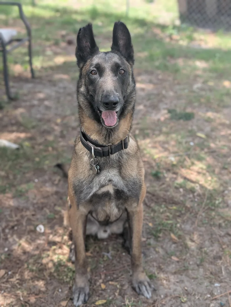 Sandor