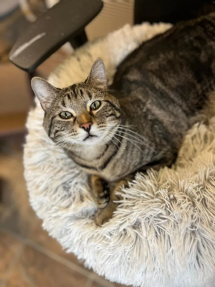 An adult large-sized male Tabby (Brown / Chocolate) Domestic Short Hair cat named Louie for adoption in Papillion, NE