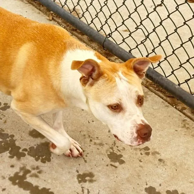 An adult large-sized female Labrador Retriever dog named Marley for adoption in Tulsa, OK