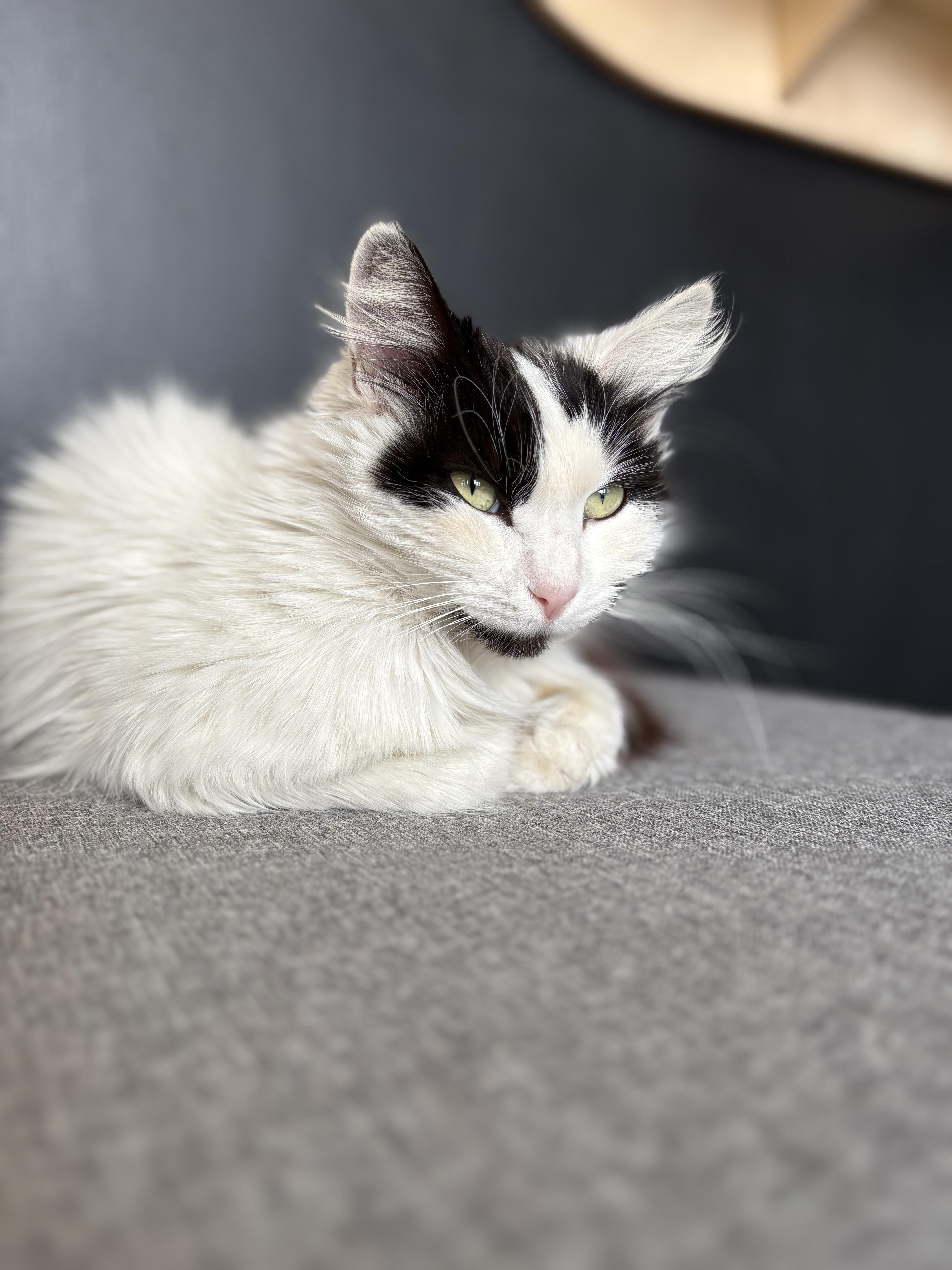 An adult large-sized female Domestic Long Hair cat named Chikis for adoption in Pacific Palisades, CA